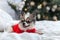 Pretty chihuahua puppy dog in red warm sweater