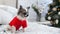Pretty chihuahua puppy dog in red warm sweater