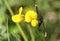 A pretty Chimney Sweeper Moth, Odezia atrata, nectaring on a Common bird`s-foot-trefoil wildflower, Lotus corniculatus, in a field