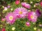 Pretty Chinese asters Needle Pink, Callistephus chinensis