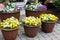 Pretty clay pots with little pansy faces open under warm Summer weather