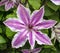 Pretty Clematis Flower