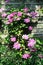 Pretty clematis growing up a wooden fence.