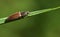 A pretty Click Beetle Agriotes perching on a blade of grass.