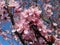 Pretty Closeup Pink Cherry Blossom Flowers Blooming In Spring