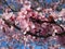 Pretty Closeup Pink Cherry Blossom Flowers Blooming In Spring