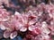 Pretty Closeup Pink Cherry Blossom Flowers Blooming In Spring