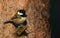 A pretty Coal Tit Periparus ater perching on a branch of a pine tree in the Abernathy forest in the highlands of Scotland in dap