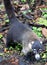 Pretty coati in Costa Rica jungle central american racoon