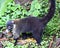 Pretty coati in Costa Rica jungle central american racoon