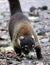 Pretty coati in Costa Rica jungle central american racoon