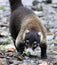 Pretty coati in Costa Rica jungle central american racoon