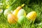 Pretty colored eggs for Easter hidden in the grass and the lfeurs