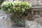 Pretty Colorful Bougainvillea on stone wall backdrop