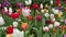 Pretty colorful tulips in a garden in April video