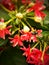 Pretty Combretum Indicum flowers, also known as Rangoon Creeper or Chinese Honeysuckle