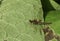 A pretty Common Darter Dragonfly, Sympetrum striolatum, perched on a Comfrey plant leaf.