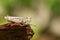 A pretty Common Field Grasshopper Chorthippus brunneus perched on a log.