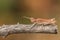 A pretty Common Field Grasshopper, Chorthippus brunneus, perching on a twig in a meadow.