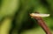A pretty Common Footman Eilema lurideola perching on a twig.