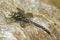 A pretty Common Hawker Dragonfly Aeshna juncea perched on a rock.