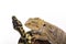 Pretty cool lizard and cute snake python in friendly embraces on a white background