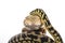 Pretty cool lizard and cute snake python in friendly embraces on a white background