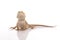 Pretty cool lizard on a white background