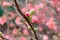 Pretty coral pink begonia flowers, semperflorens begonias, wax begonia in the garden