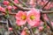 Pretty coral pink begonia flowers, semperflorens begonias, wax begonia in the garden