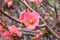 Pretty coral pink begonia flowers, semperflorens begonias, wax begonia in the garden