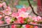 Pretty coral pink begonia flowers, semperflorens begonias, wax begonia in the garden