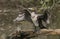 A pretty Cormorant Phalacrocorax carbo standing on a log in the middle of a lake flapping its wings after hunting under the wate