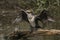 A pretty Cormorant, Phalacrocorax carbo standing on a log in the middle of a lake flapping its wings after hunting under the wate