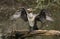 A pretty Cormorant Phalacrocorax carbo standing on a log in the middle of a lake flapping its wings after hunting under the wate