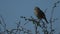 A pretty Corn Bunting, Emberiza calandra, perched on a branch of a Hawthorn tree.