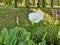 Pretty corner of the park colonized by splendid Arums, a majestic white funnel-shaped flower