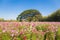 Pretty cosmos flowers and big tree in the garden