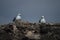 Pretty Couple Of Seagulls Posed Near The Grotto Of The Mouth Of Hell In Cascais. Photograph of Street, Nature, architecture,