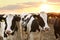 Pretty cows on farm at sunset Animal husbandry