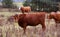 Pretty cows in a Quebec field in the Canadian fall