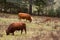 Pretty cows in a Quebec field in the Canadian fall