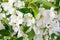 Pretty Crab Apple Blossoms in Lower corner on Rustic White Board Slats Background with empty blank room or space for text