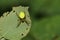 A pretty Cucumber Green Orb Spider Araniella cucurbitina sensu stricto hunting for food on the underside of a leaf.