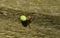 A pretty Cucumber Green Orb Spider Araniella cucurbitina sensu stricto hunting for food on a wooden fence.