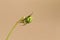 A pretty Cucumber Green Orb Spider Araniella cucurbitina sensu stricto perching on the underside of a plant stem.