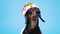 Pretty cute black and tan dachshund dressed in red and white royal costume with mantle and crown  on blue background and looks