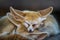Pretty and cute Fennec or desert fox with funny big ears sleeping