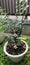 Pretty cute little tiny Bonsai flowers bloom in the morning