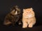 Pretty cute Persian kittens on black background